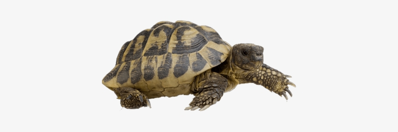 Hermann's Tortoise Walking - Hermann Tortoise, transparent png #510615