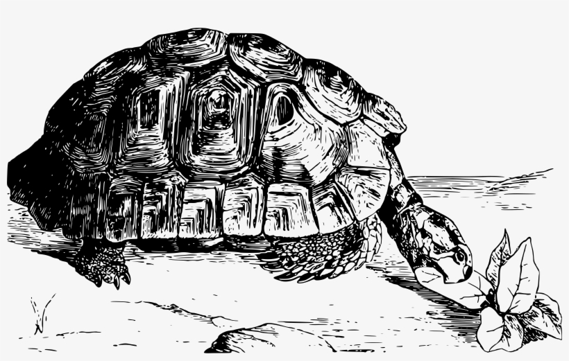 This Free Icons Png Design Of Moorish Tortoise, transparent png #510664