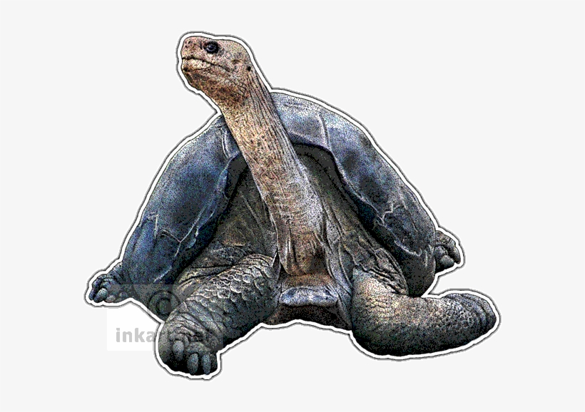 Pinta Island Tortoise Decal - Drawing Of Colored Tortoise, transparent png #510692