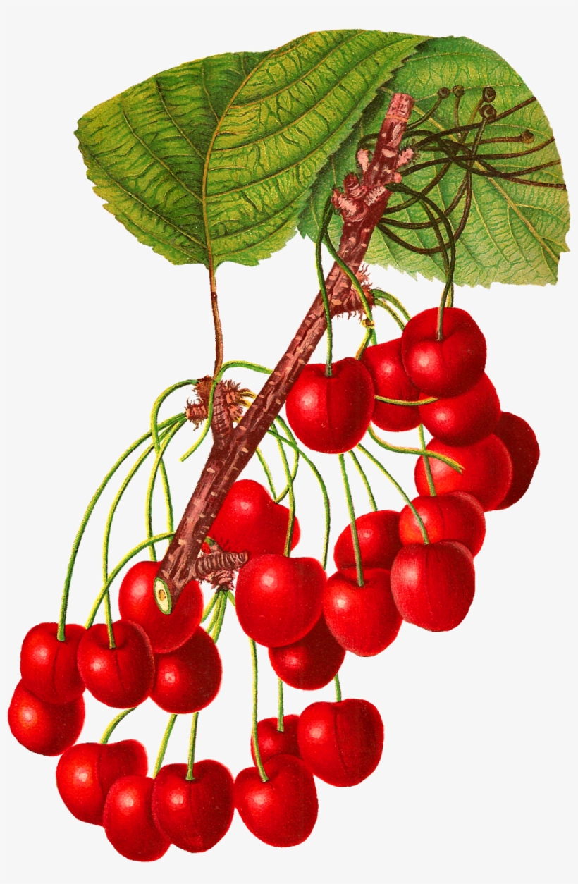 Stunningly Gorgeous Digital Cherry Download Clip Art, transparent png #510739