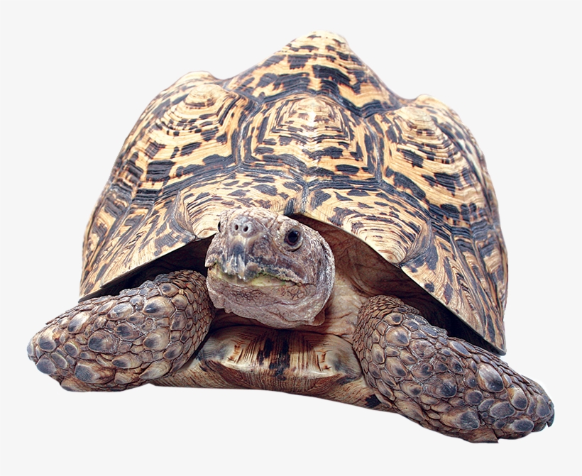 Clipart Turtle Gopher Tortoise - Tortoise Png Transparent, transparent png #510740