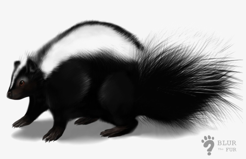 Skunk Transparent Image - Skunk Png, transparent png #510812
