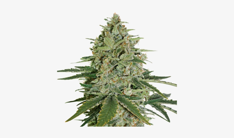 Super Skunk Feminized - Super Skunk Seed Stockers, transparent png #510906