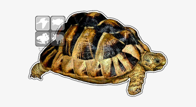 Egyptian Tortoise Decal - Egyptian Or Kleinmann's Tortoise Mug, transparent png #510991