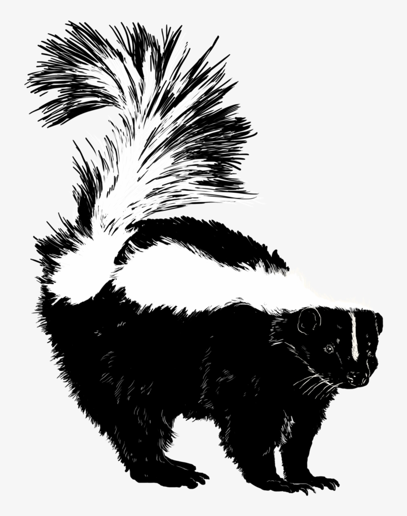 Skunk, transparent png #510993