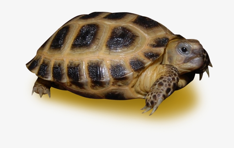 Russian Tortoise, transparent png #511031