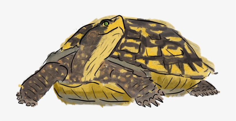 I Think That The Moral Of This Fable Is That Being - Desert Tortoise, transparent png #511054