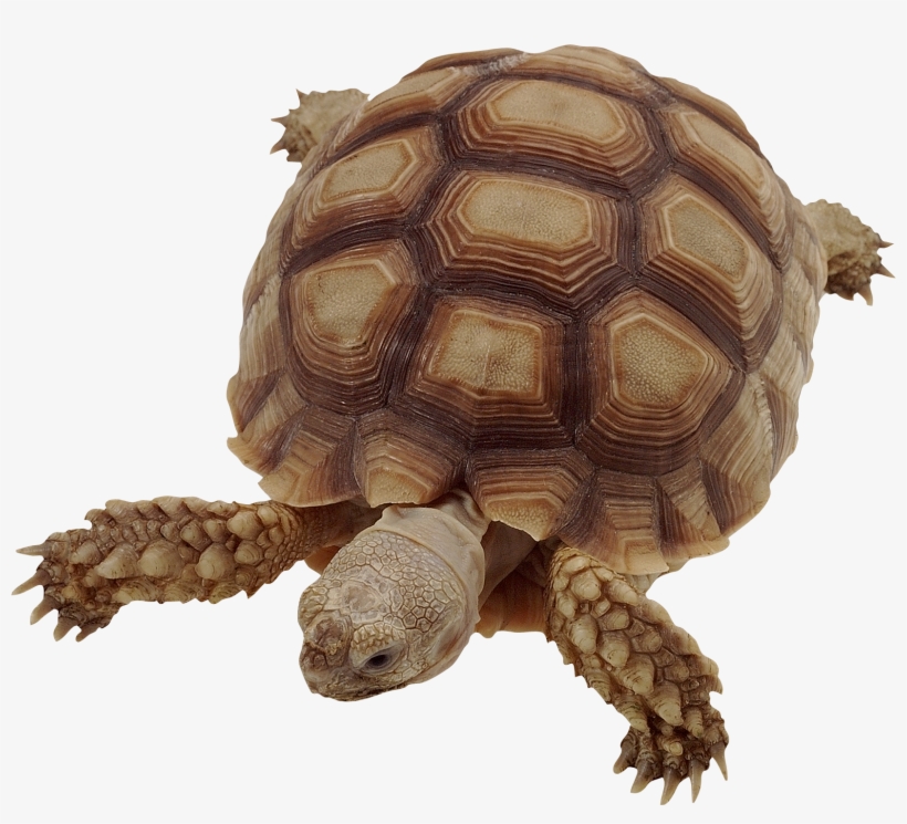 Graphic Free Icon Png Web Icons Best Free High - Tipos Tortugas De Agua, transparent png #511098