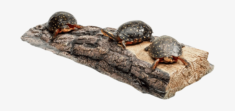 Spotted Turtle, transparent png #511225