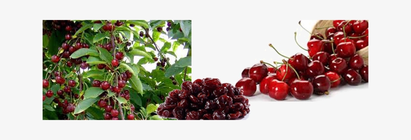 Raw, Sun-dried Cherries Are A Superfood - Cherries Growing, transparent png #511268
