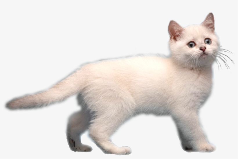 Image Frostkitirl Animal Jam - White Cat Transparent Background, transparent png #511402