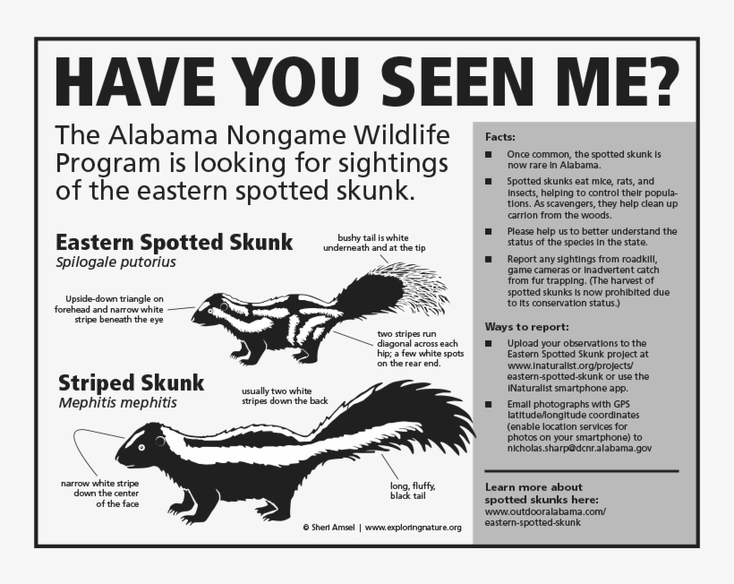 Compared To Its Larger Cousin The Striped Skunk , The - Eastern Spotted Skunk Range, transparent png #511537
