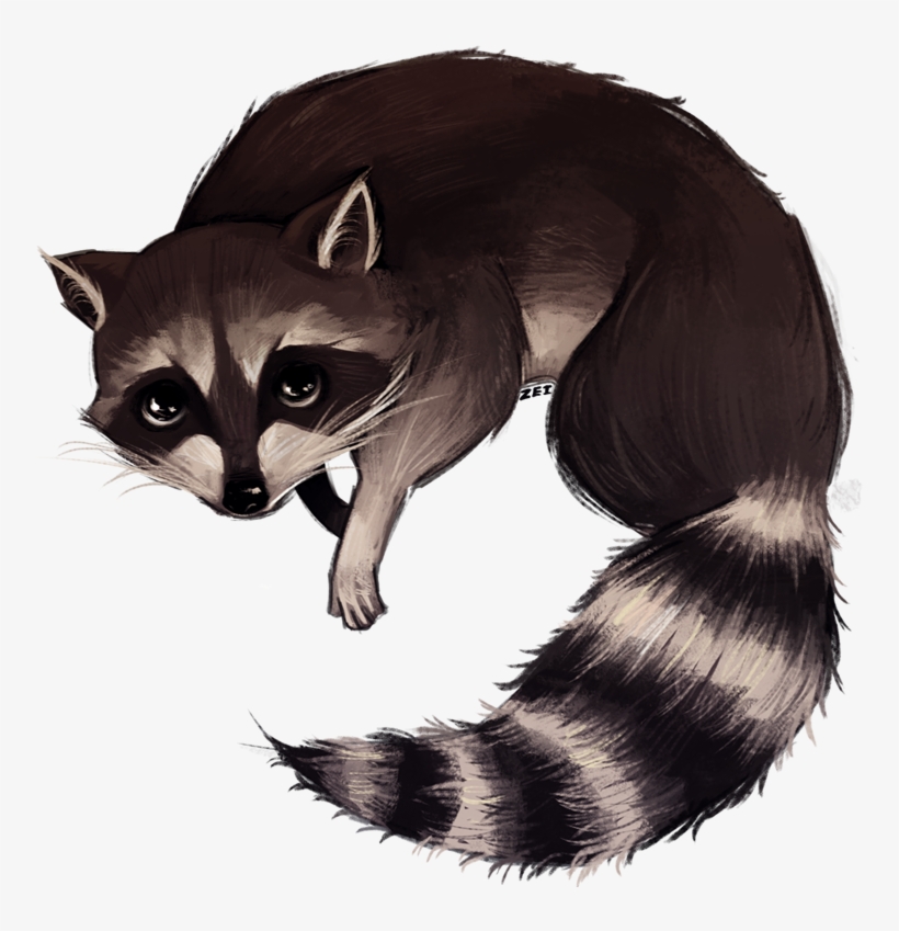 Http - //img - Photobucket - - Raccoon Drawing Png, transparent png #511594