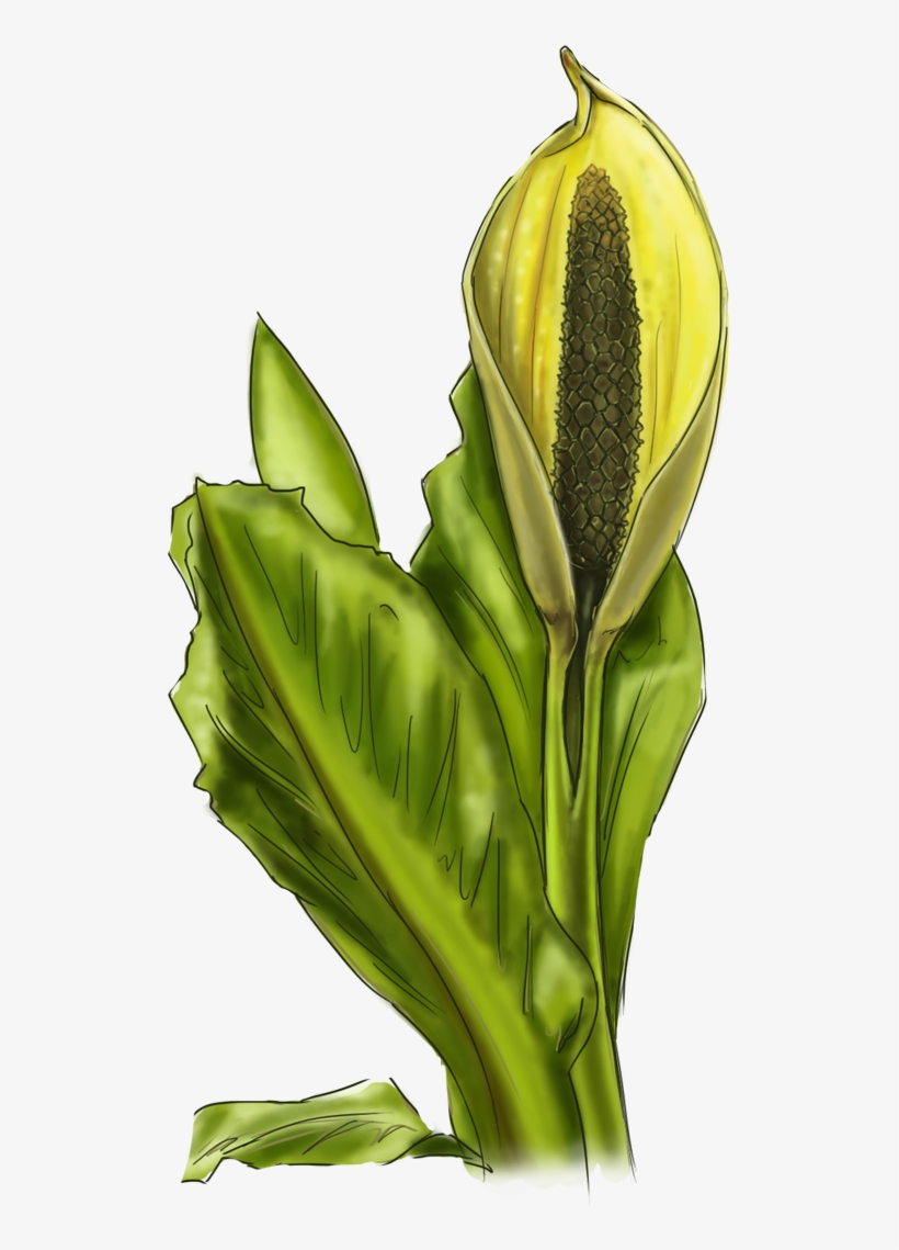 Skunk Cabbage - Portable Network Graphics, transparent png #511642