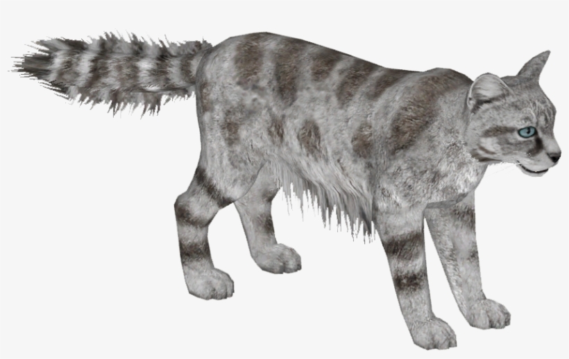Andean Mountain Cat 4 - Wiki, transparent png #511875