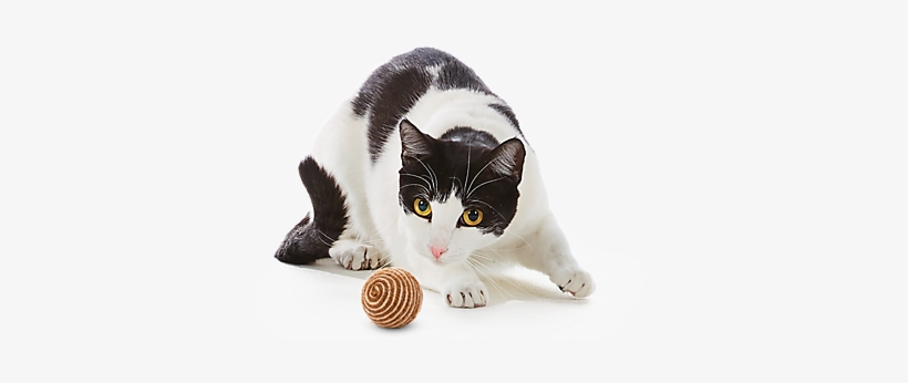 Cat Png - Cat Toys, transparent png #512024