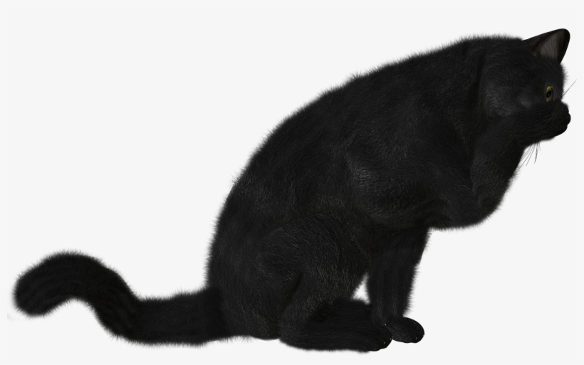 Cat Png - Черная Кошка Png, transparent png #512449
