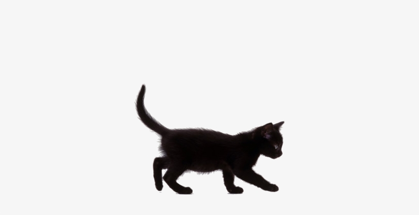 Black And White, Cat, And Overlays Image - Black Kitten Walking, transparent png #512519