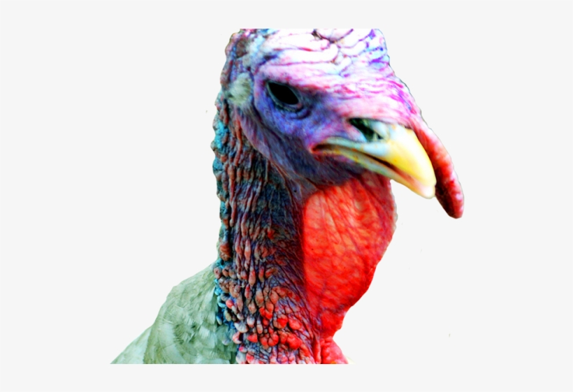 Turkey Bird Clipart Transparent Background - Clip Art, transparent png #514170