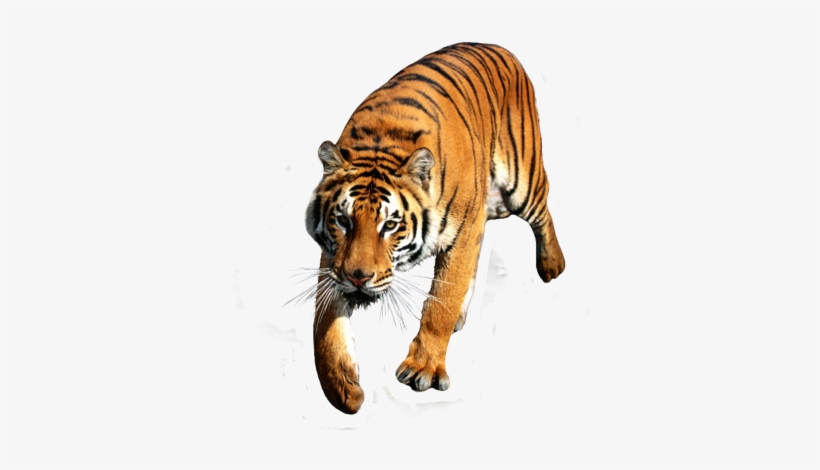 Tiger Run (stitched Background) Counted Cross Stitch, transparent png #514244