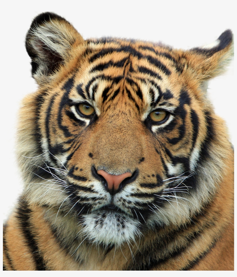 Tiger Ka, transparent png #514723
