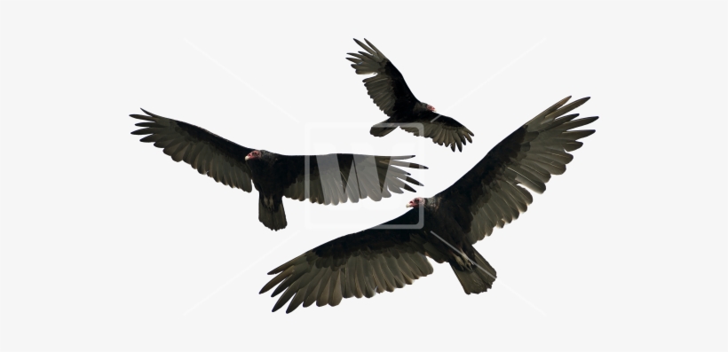 Turkey Vulture Isolated - Vultures Transparent Background, transparent png #514883