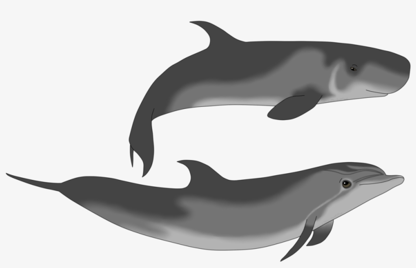 Whale Drawing Sperm - Dwarf Sperm Whale Size, transparent png #515071
