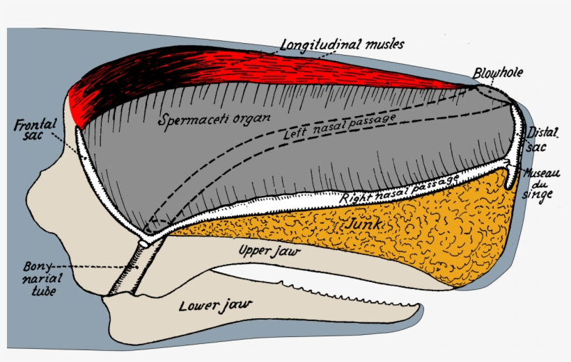 Sperm Whale Head Anatomy - Sperm Whale Skull Anatomy, transparent png #515114