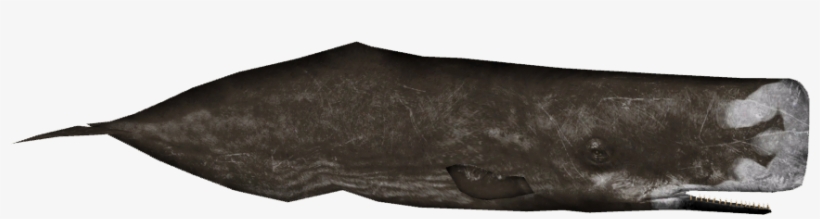 Sperm Whale Variants 4 - Umbrella, transparent png #515198