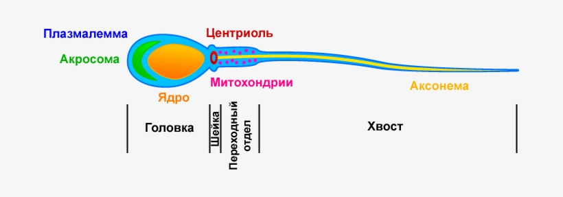 Sperm Organelles Illustration Ru - Строение Спрематозоида, transparent png #515223