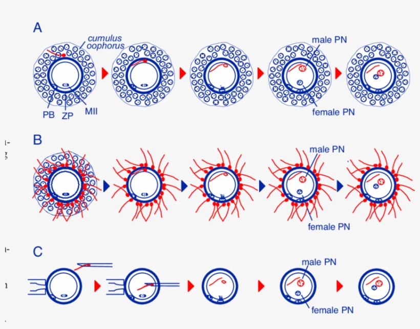 Fertilization In Mammals Under Natural Conditions, - Fertilisation, transparent png #515330
