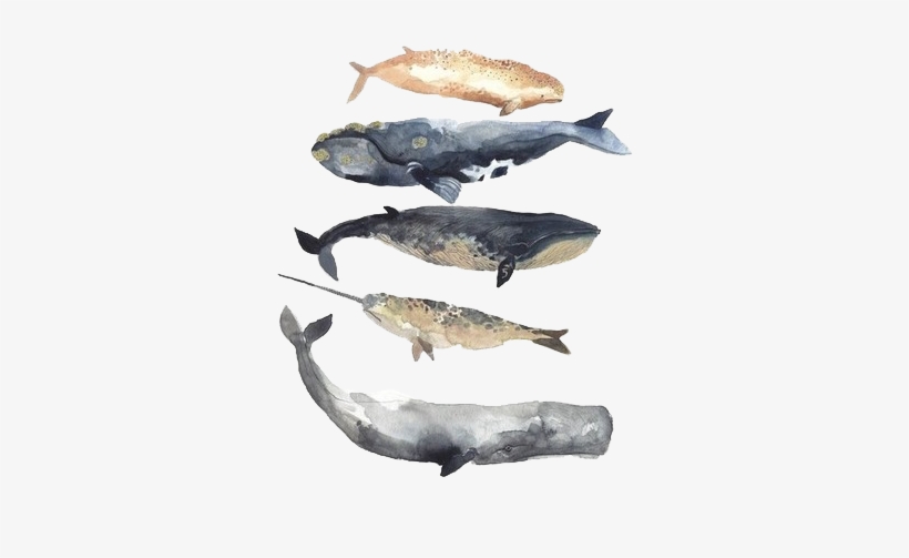 Whales - Whales Watercolor, transparent png #515352