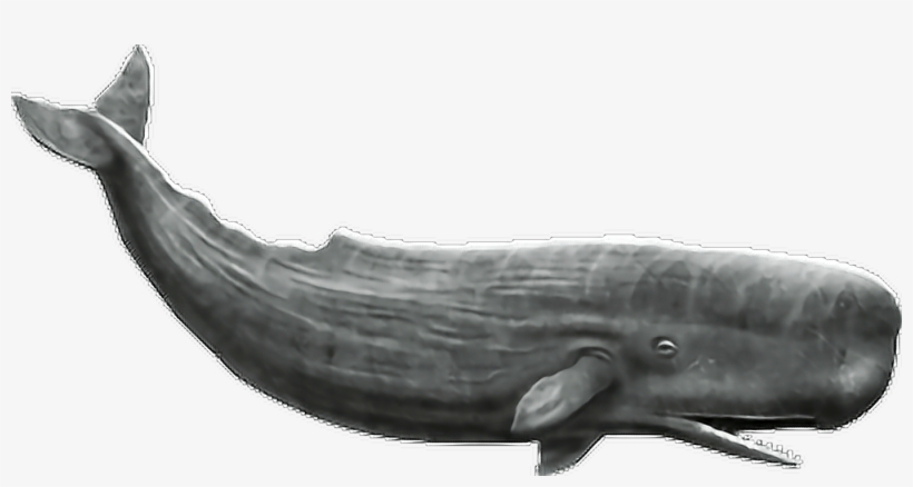 Report Abuse - Whale Png, transparent png #515470