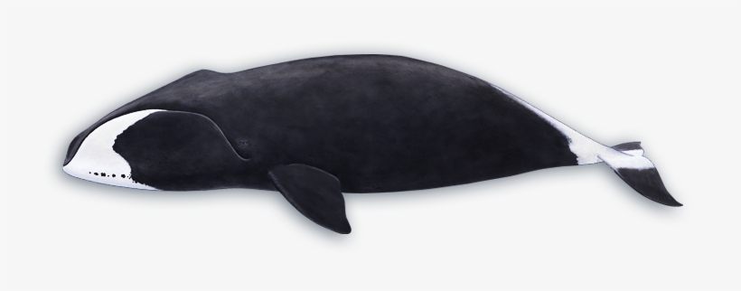 Bowhead Whale - Killer Whale, transparent png #515527