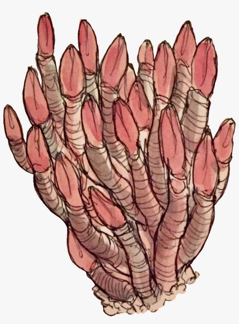 Some Transparent Deep Sea Images - Illustration, transparent png #515815