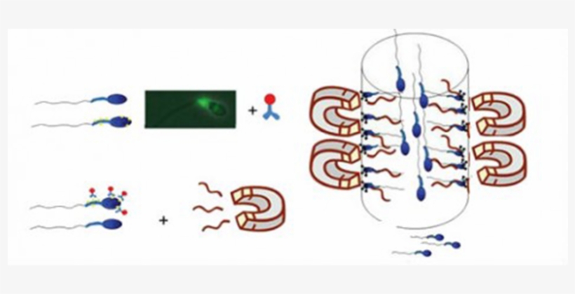 Columna De Anexina - Magnetic Activated Cell Sorting Sperm, transparent png #516183