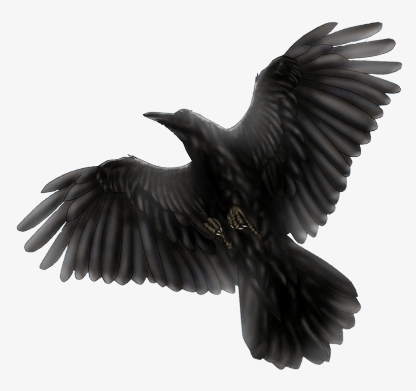 Black Bird Flying Drawing - Black Bird Transparent, transparent png #517196