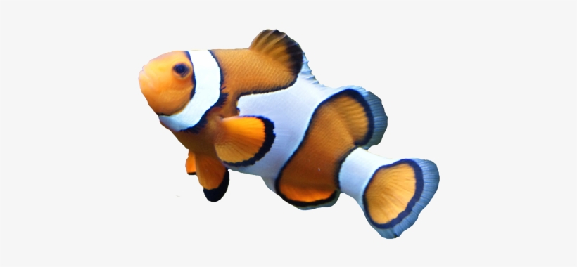 Fish With No Background, transparent png #517636