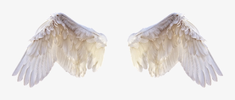 White Wings, Wings, Bird, Feathers, Freedom, Fly, Png - Portable Network Graphics, transparent png #517668