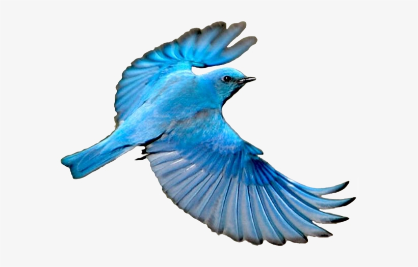 Blue Bird Flying - Flying Mountain Blue Bird, transparent png #517726