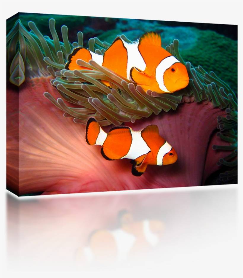 Clown Fish - Still Life, transparent png #517983