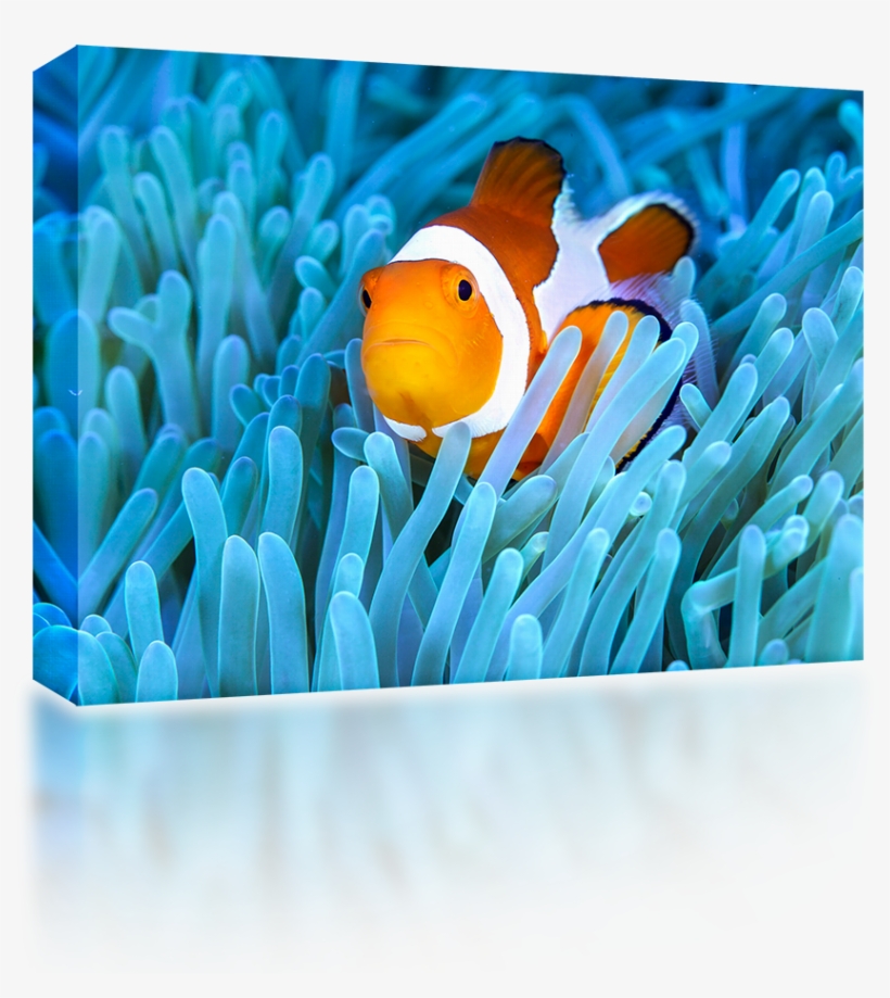 Clown Fish Reef - Wireless Speaker, transparent png #518129