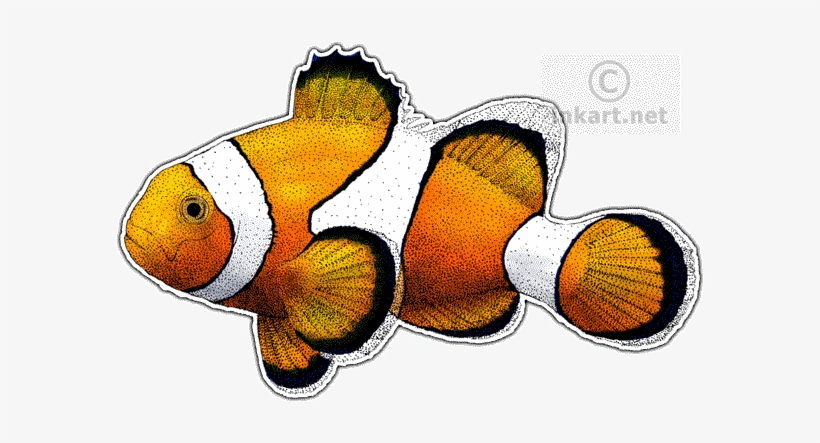 Common Clownfish Decal - Clown Fish Drawing, transparent png #518212