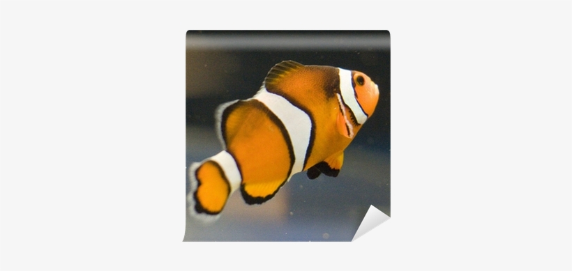 Coral Reef Fish, transparent png #518433