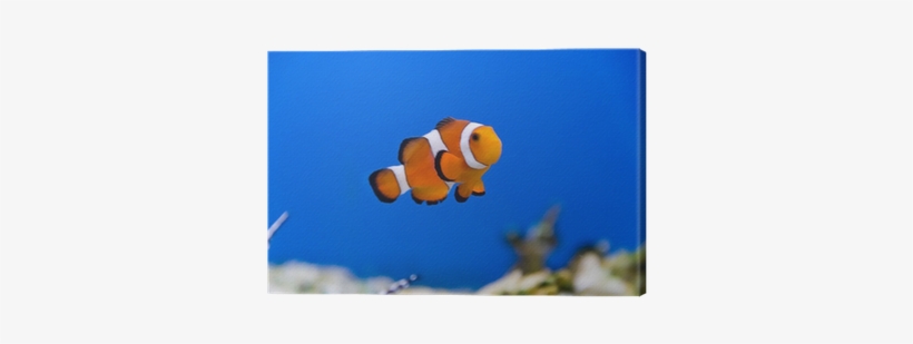 Poissons, transparent png #518564