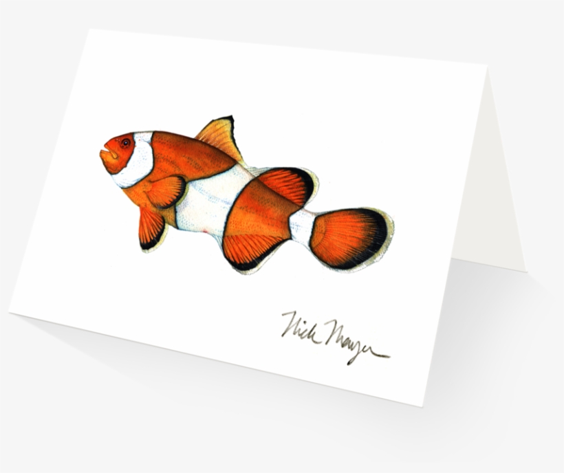 Clownfish - Silver Creek Press 2017 Sea Life Wall Calendar, transparent png #518639