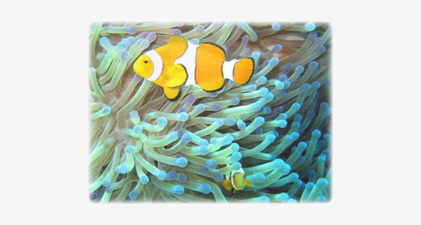 Image Details - Symbiosis Definition, transparent png #518666