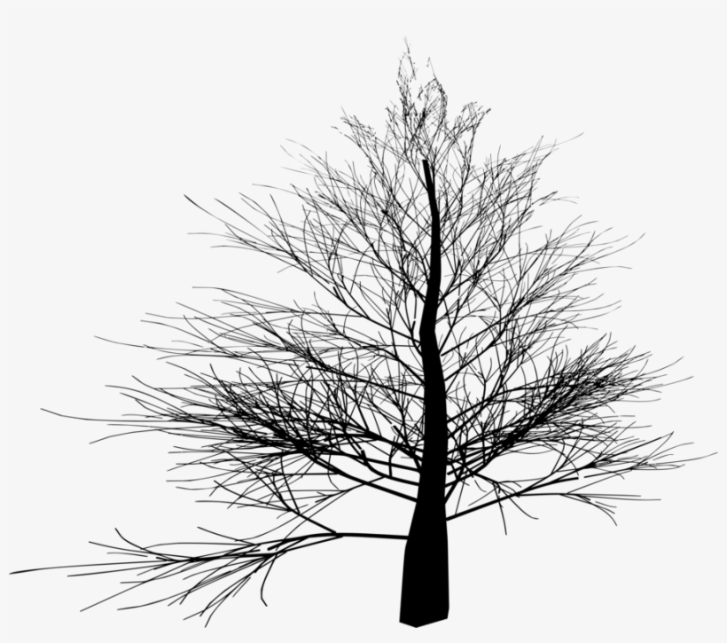 Spruce Black And White Tree Twig Winter - Branched Tree, transparent png #519442