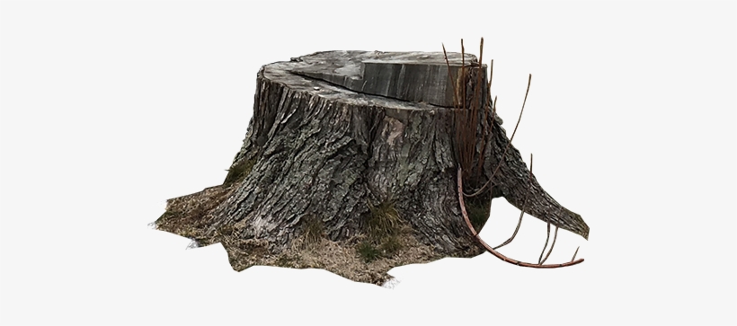 Tree Stump Png - Asheville, transparent png #519482