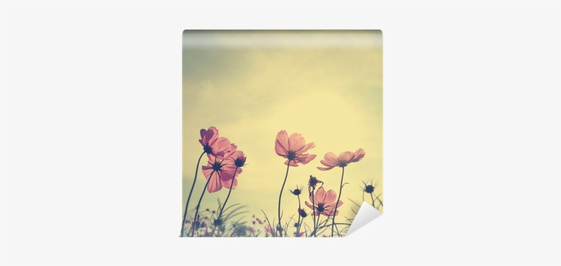 Vintage Cosmos Flowers In Sunset Time Wall Mural • - Kindness Is Beautiful Quotes, transparent png #519592